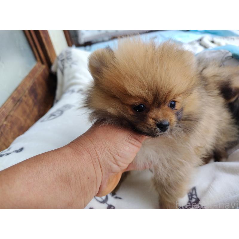 販売中の栃木県のポメラニアン-415883の6枚目