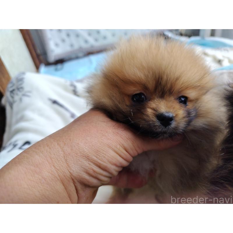 販売中の栃木県のポメラニアン-415883の4枚目