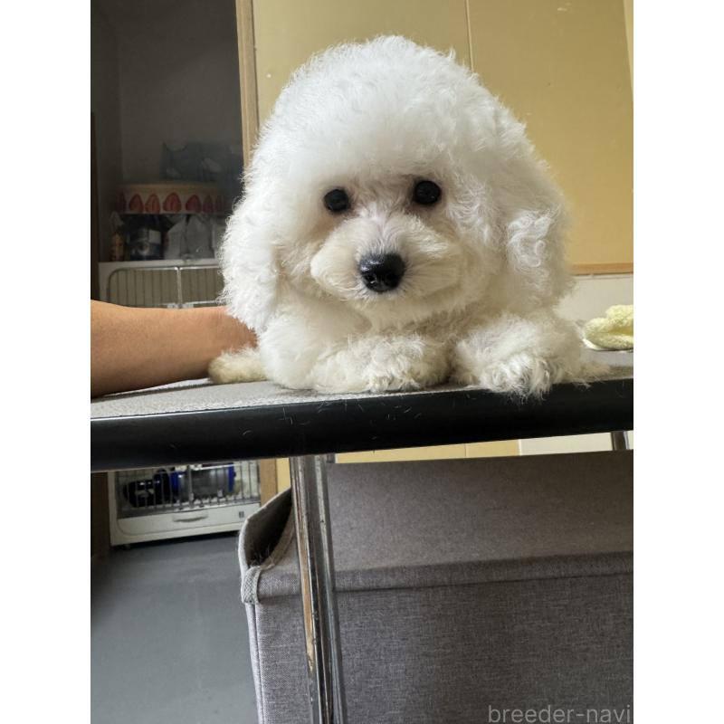 販売中の福井県のビションプー:ビションフリーゼ×トイプードル-414213の2枚目