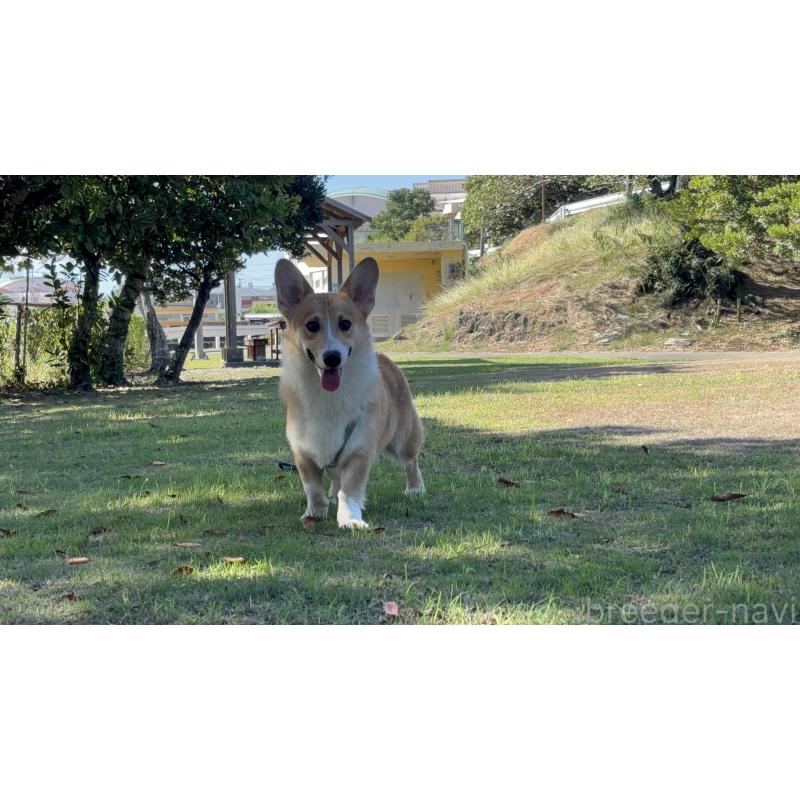 販売中の沖縄県のウェルシュコーギーペンブローク-420892の6枚目