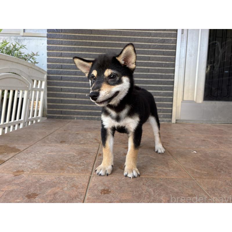 販売中の沖縄県の柴犬-420893の7枚目