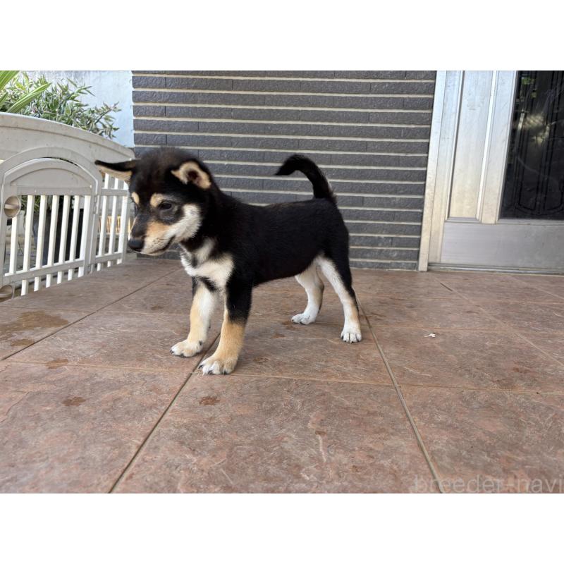 販売中の沖縄県の柴犬-420893の6枚目