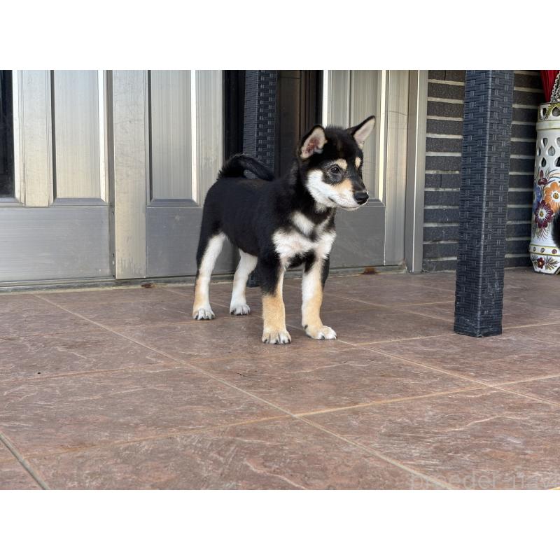 販売中の沖縄県の柴犬-420893の5枚目