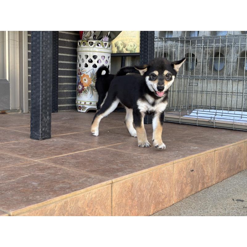 販売中の沖縄県の柴犬-420893の4枚目
