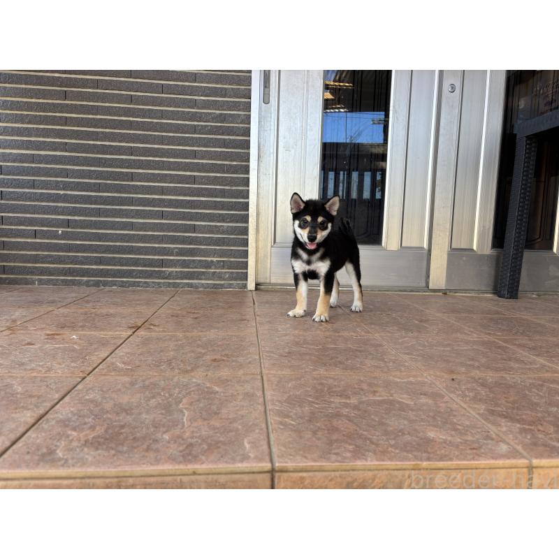販売中の沖縄県の柴犬-420893の3枚目