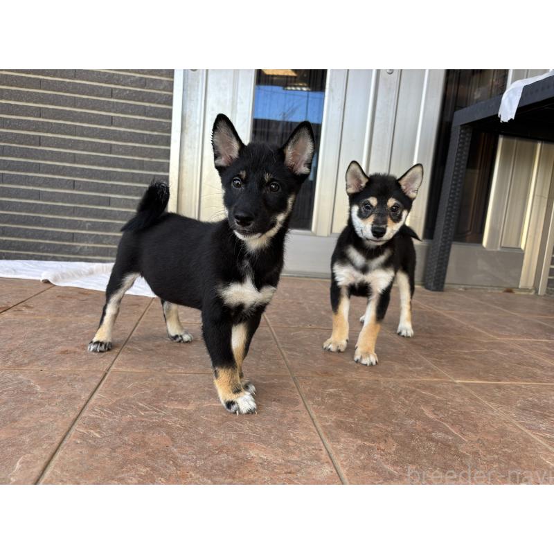 販売中の沖縄県の柴犬-420893の2枚目
