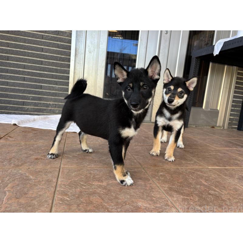 販売中の沖縄県の柴犬-420894の4枚目