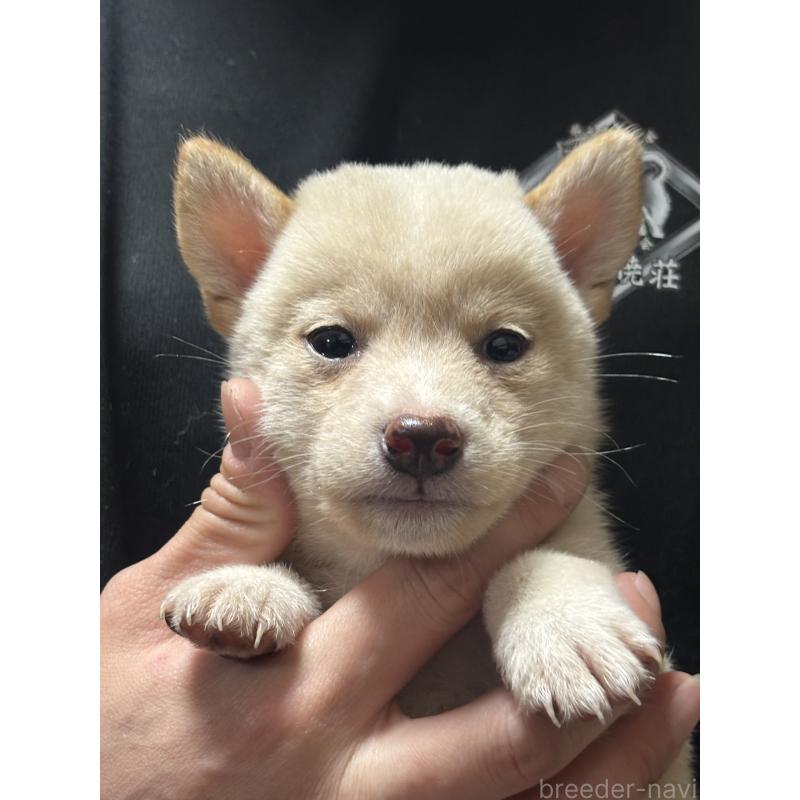 販売中の香川県の豆柴-418050