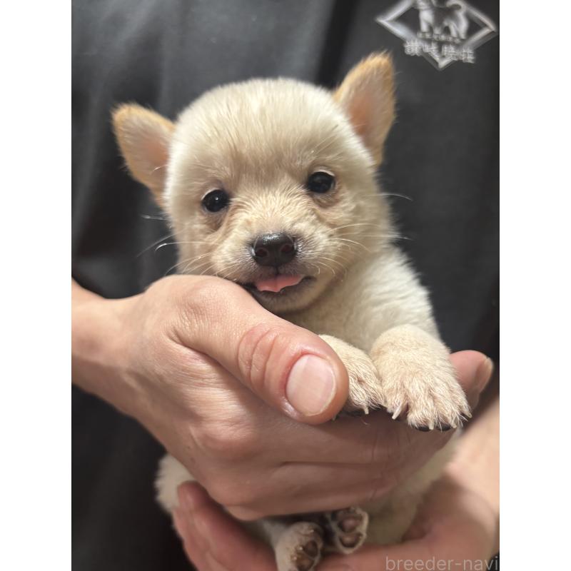 販売中の香川県の豆柴-418046