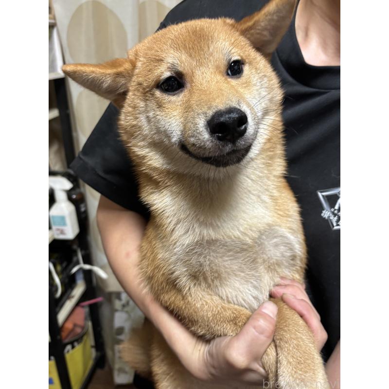 販売中の香川県の柴犬-401937