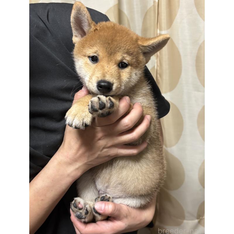 販売中の香川県の豆柴-410997