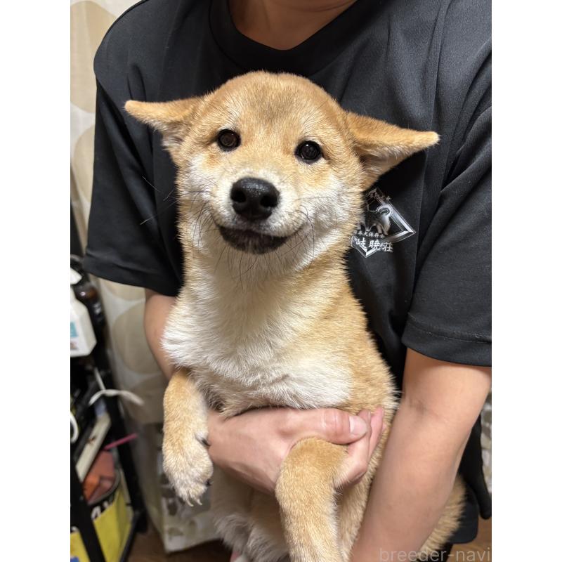 販売中の香川県の柴犬-404387の1枚目