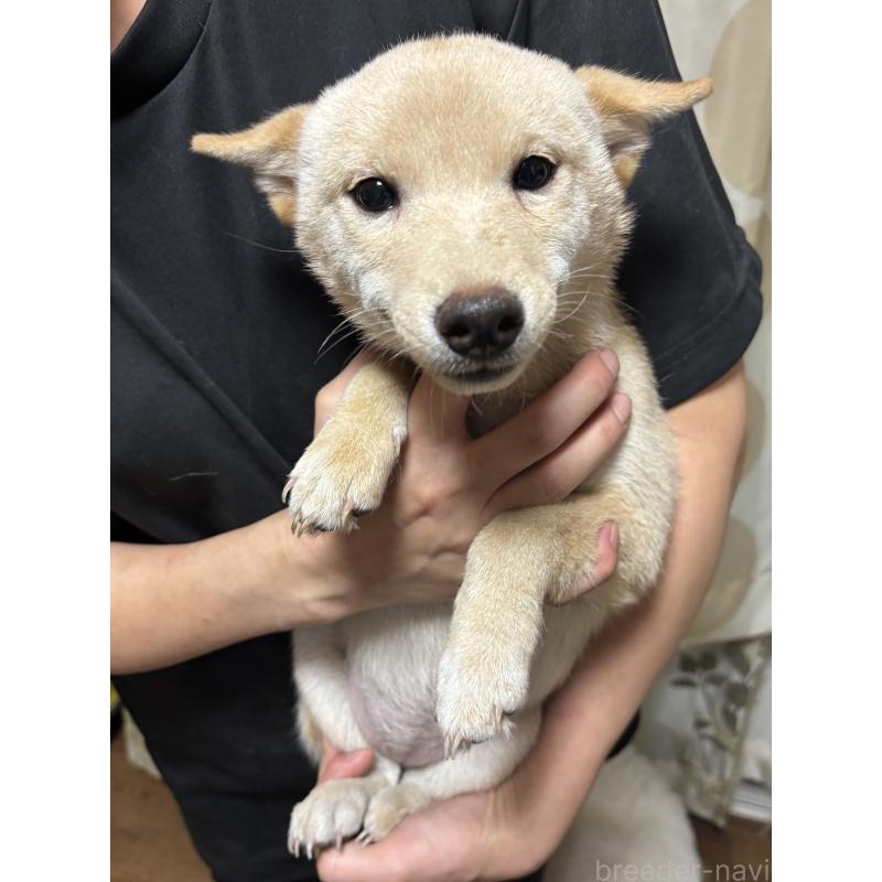 販売中の香川県の豆柴-404386の1枚目