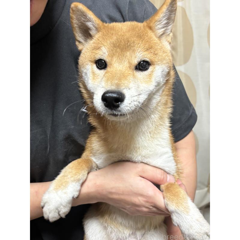 販売中の香川県の豆柴-392573の1枚目