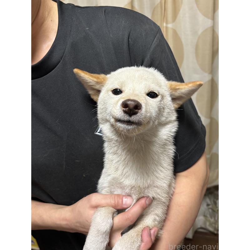 販売中の香川県の柴犬-401934の1枚目