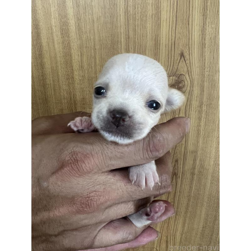 成約済の埼玉県のチワワ(スムースコート)-420899の5枚目