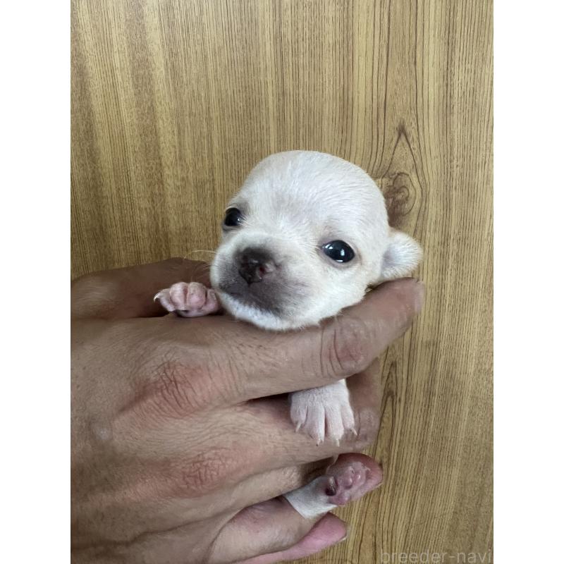 成約済の埼玉県のチワワ(スムースコート)-420899の4枚目