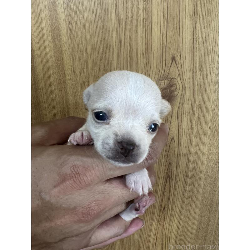 成約済の埼玉県のチワワ(スムースコート)-420899の3枚目