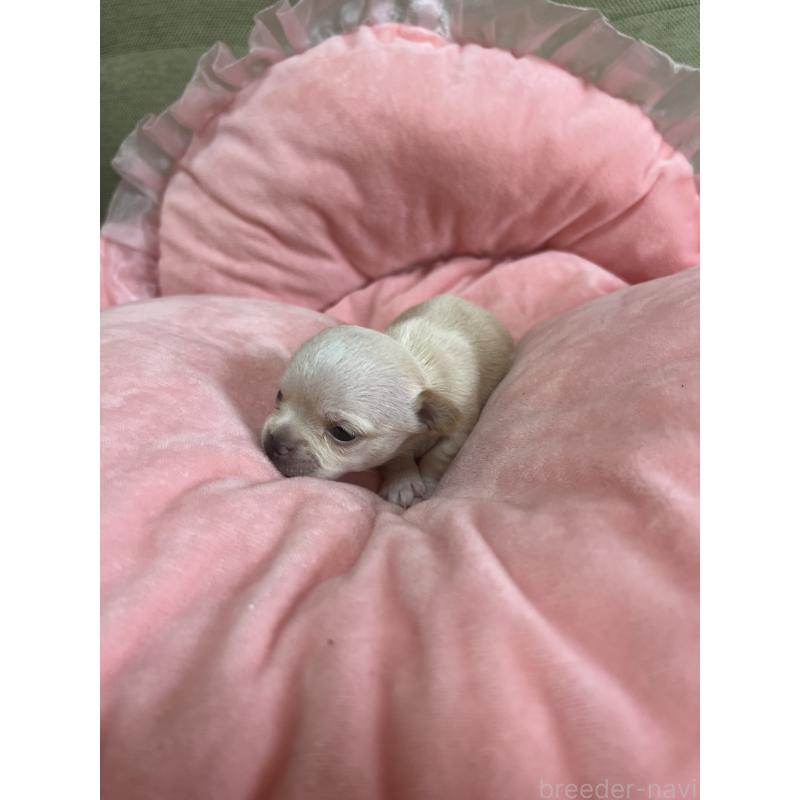 成約済の埼玉県のチワワ(スムースコート)-420899の2枚目