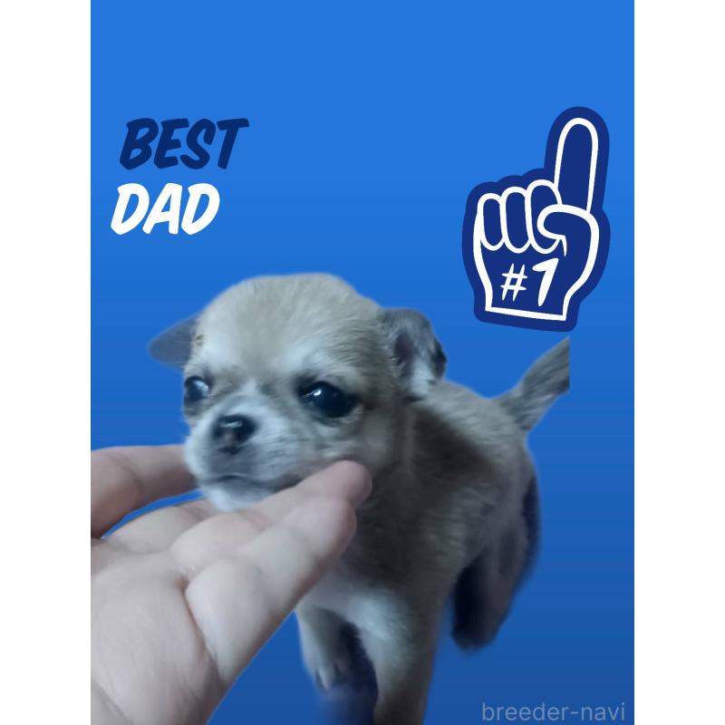 販売中の静岡県のチワワ(ロングコート)-414762の5枚目