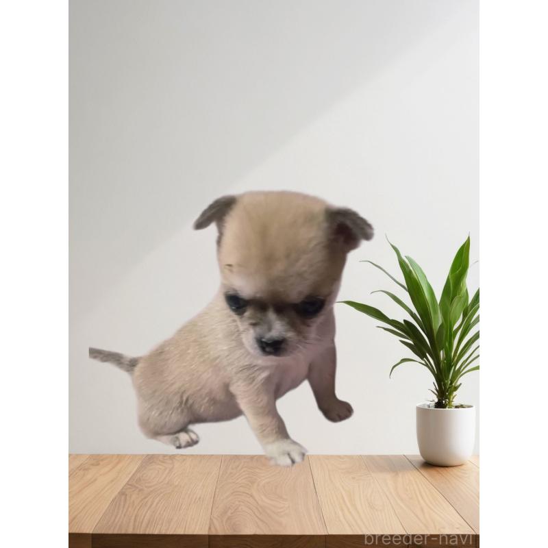 販売中の静岡県のチワワ(ロングコート)-414762の4枚目