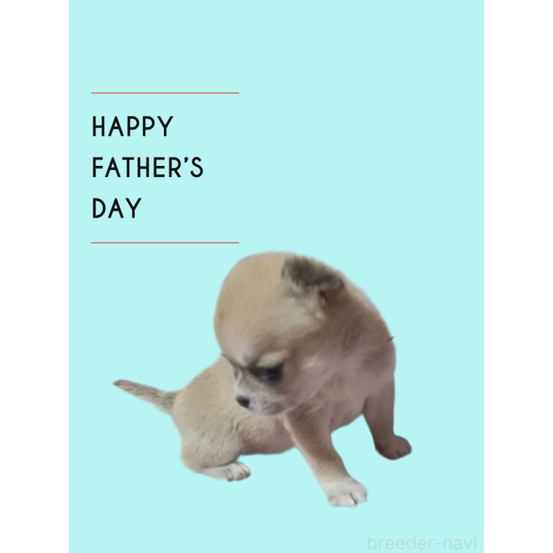 販売中の静岡県のチワワ(ロングコート)-414762の3枚目