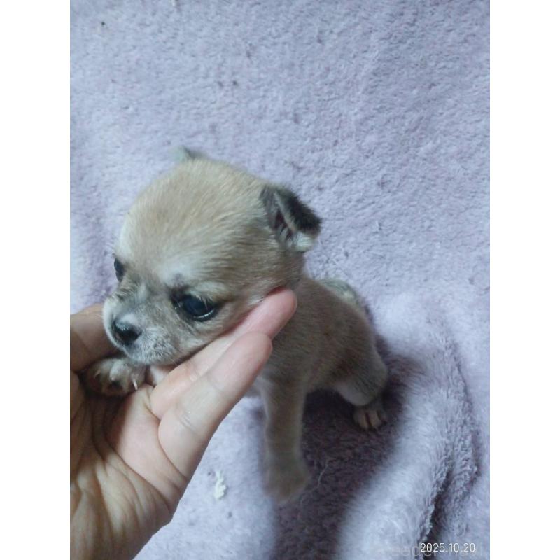 販売中の静岡県のチワワ(ロングコート)-414762の2枚目