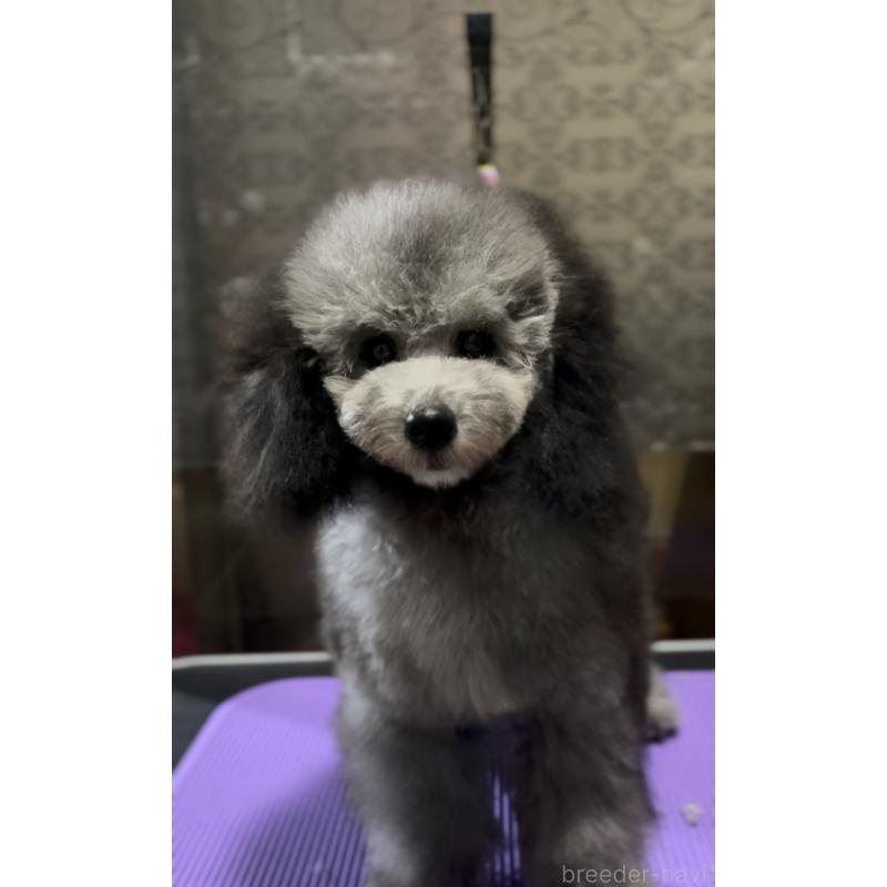 成約済の青森県のミニチュアプードル-390490の3枚目