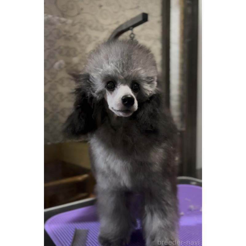 成約済の青森県のミニチュアプードル-390490の2枚目