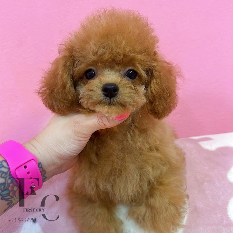 販売中の栃木県のティーカッププードル-406620