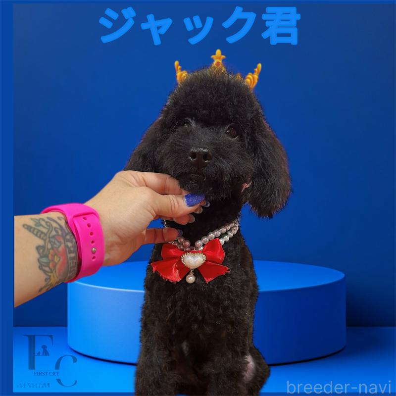 販売中の栃木県のタイニープードル-370359の2枚目