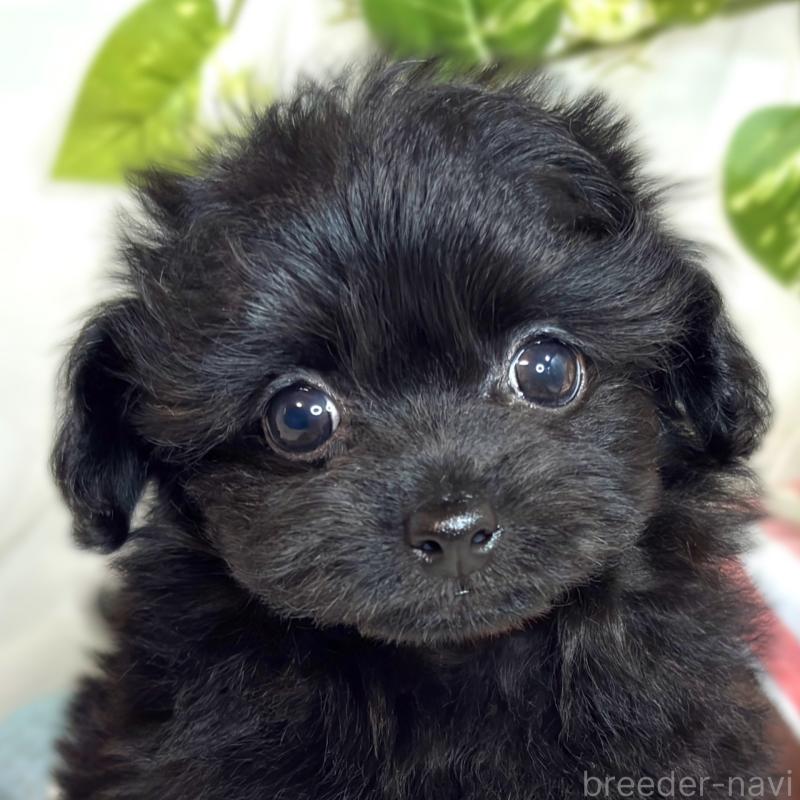 成約済の滋賀県のチワプー:チワワ×トイプードル-420513の1枚目