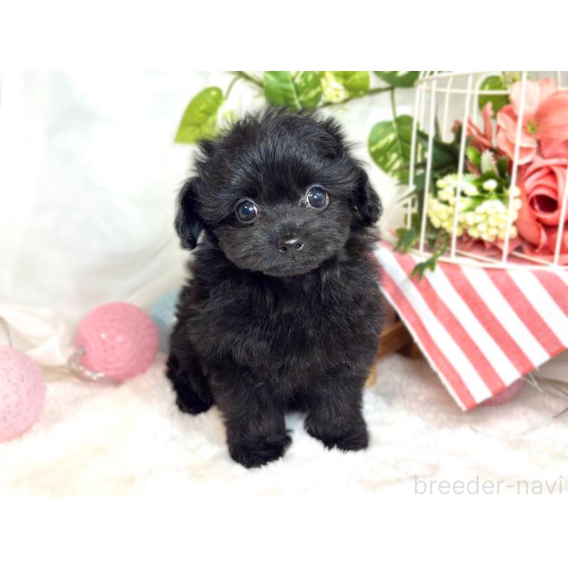 成約済の滋賀県のチワプー:チワワ×トイプードル-420513の4枚目