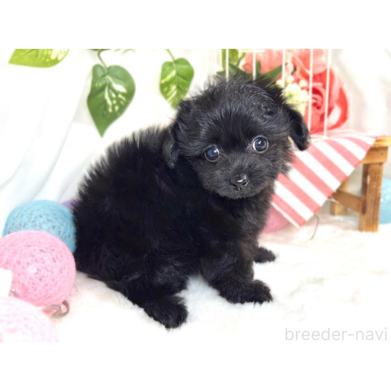 成約済の滋賀県のチワプー:チワワ×トイプードル-420513の3枚目