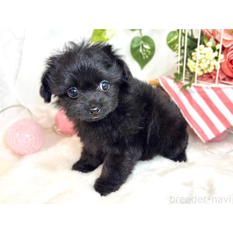 成約済の滋賀県のチワプー:チワワ×トイプードル-420513の2枚目