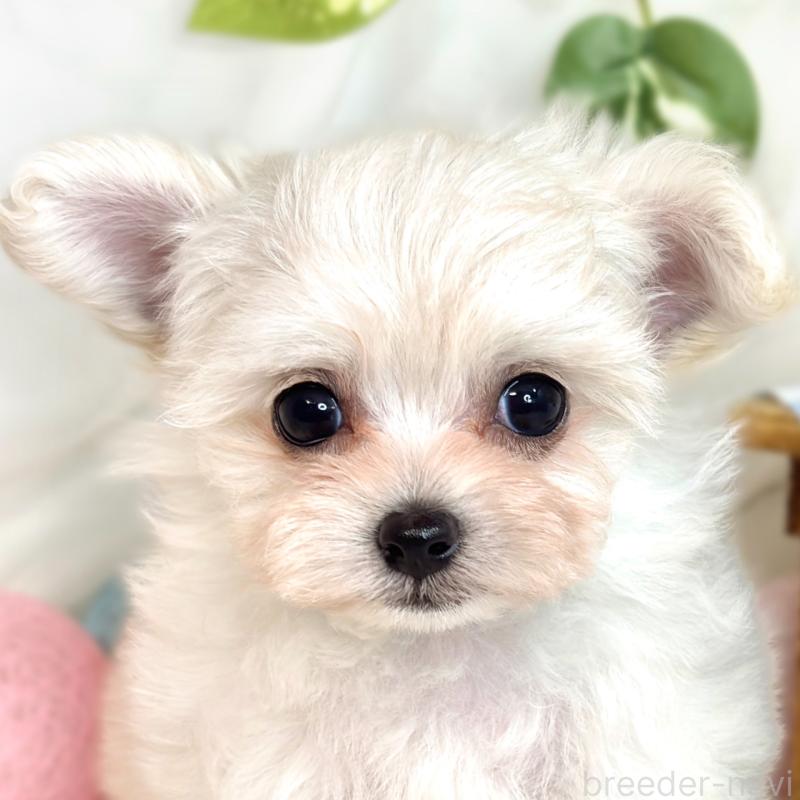 販売中の滋賀県のチワプー:チワワ×トイプードル-420514