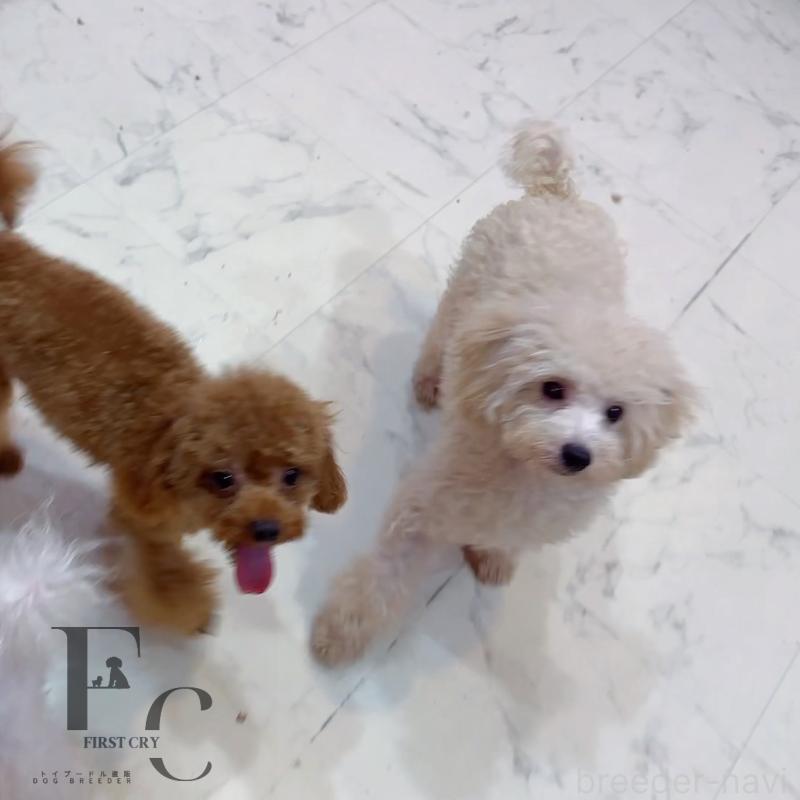 販売中の栃木県のタイニープードル-392400の2枚目