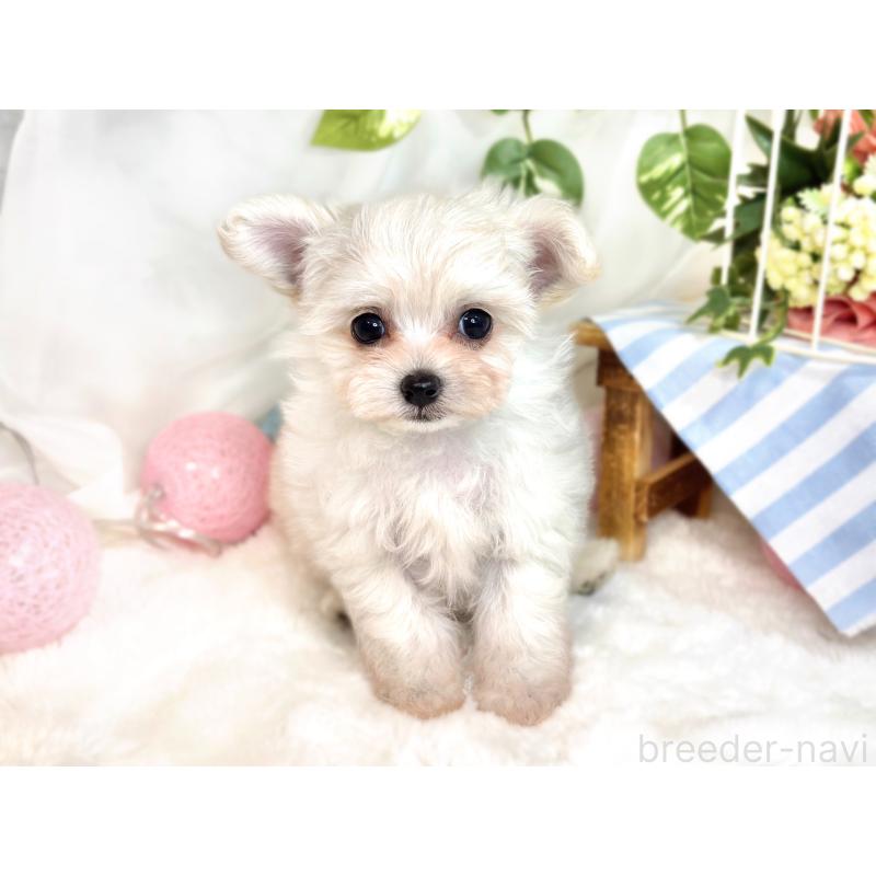 成約済の滋賀県のチワプー:チワワ×トイプードル-420514の4枚目