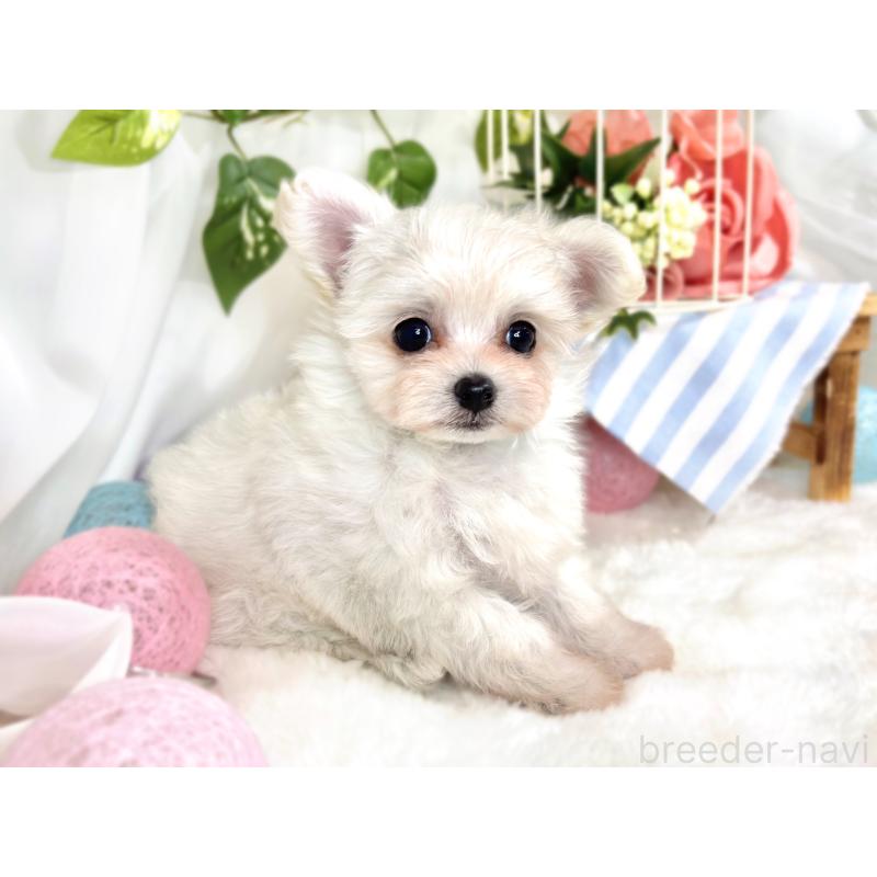 成約済の滋賀県のチワプー:チワワ×トイプードル-420514の3枚目