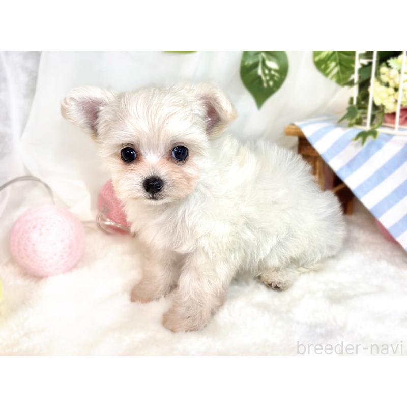 成約済の滋賀県のチワプー:チワワ×トイプードル-420514の2枚目