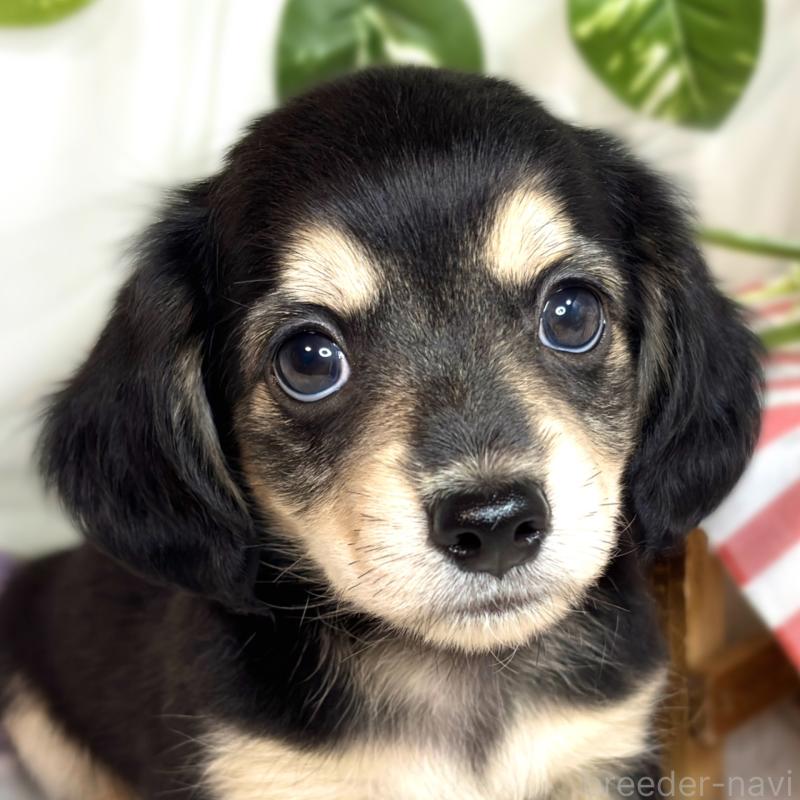 販売中の滋賀県のチワックス:チワワ×ミニチュアダックスフンド-420524