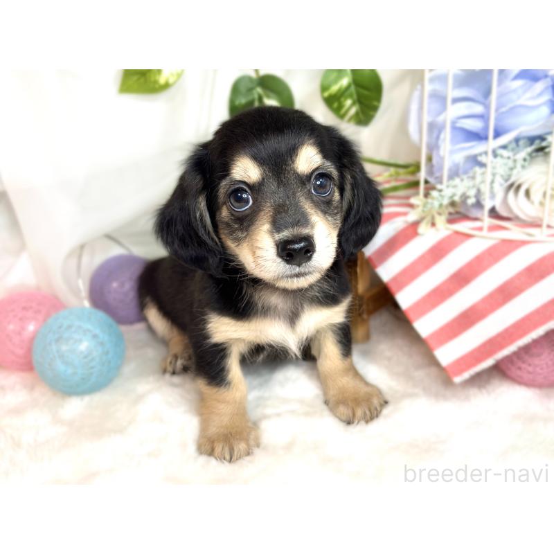 成約済の滋賀県のチワックス:チワワ×ミニチュアダックスフンド-420524の4枚目