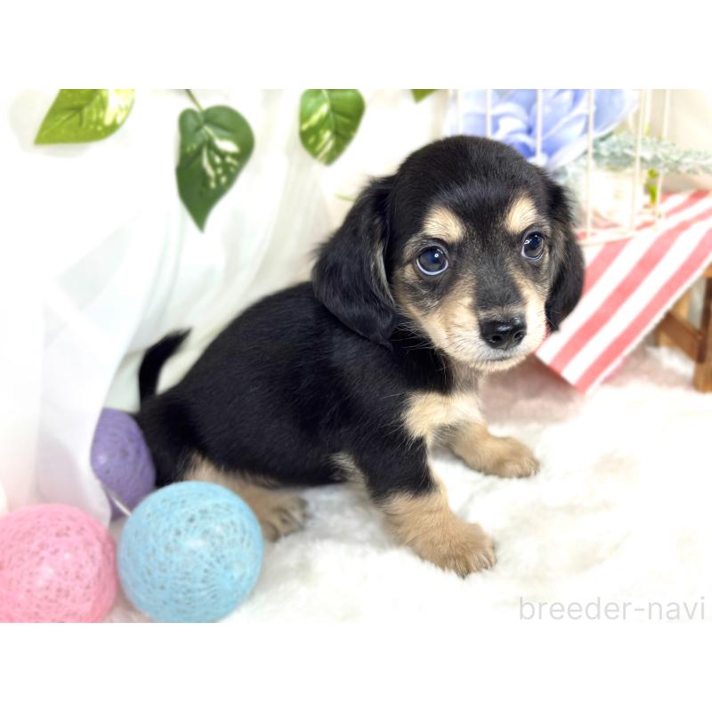 成約済の滋賀県のチワックス:チワワ×ミニチュアダックスフンド-420524の2枚目