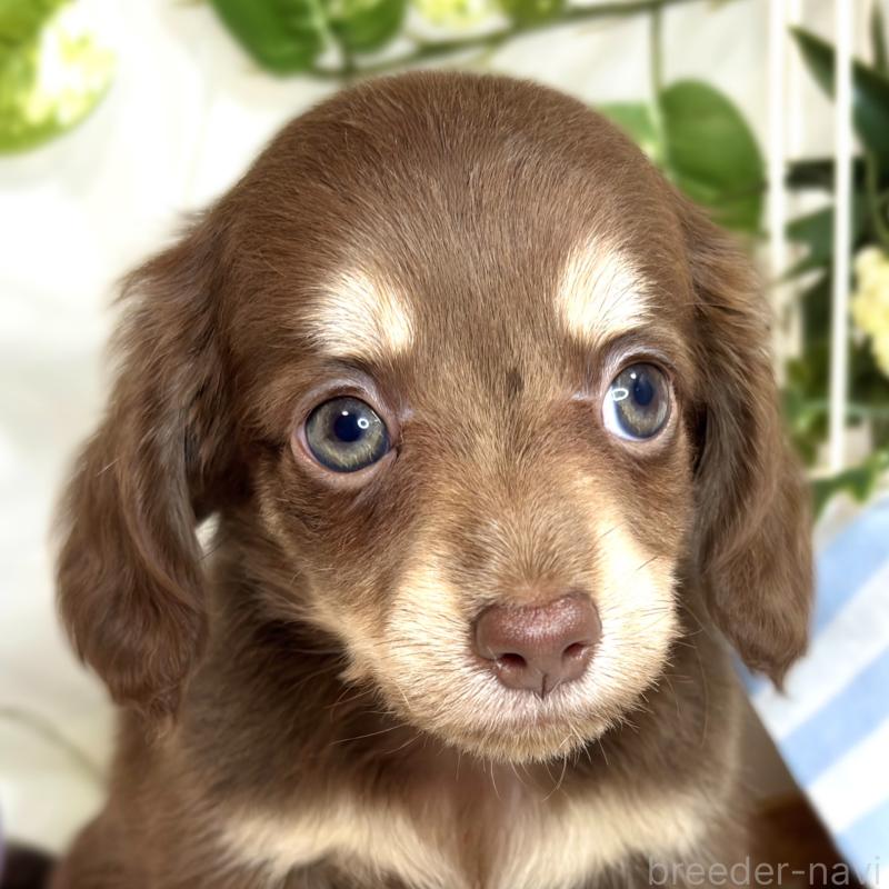 成約済の滋賀県のチワックス:チワワ×ミニチュアダックスフンド-420527