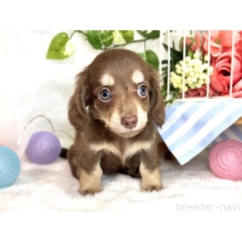 成約済の滋賀県のチワックス:チワワ×ミニチュアダックスフンド-420527の4枚目