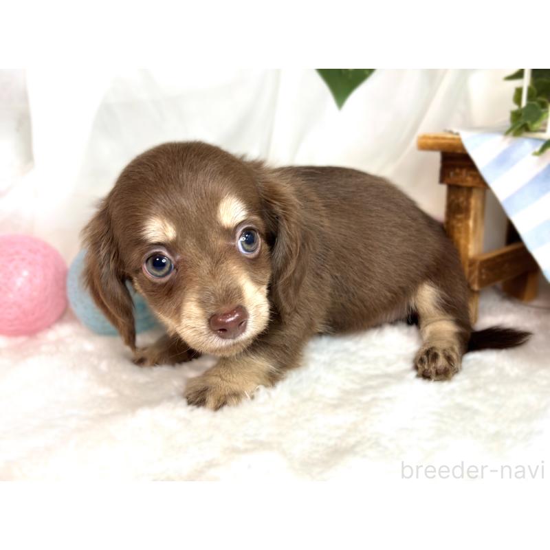 成約済の滋賀県のチワックス:チワワ×ミニチュアダックスフンド-420527の2枚目