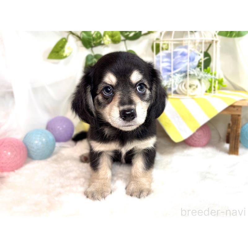 成約済の滋賀県のチワックス:チワワ×ミニチュアダックスフンド-420528の4枚目