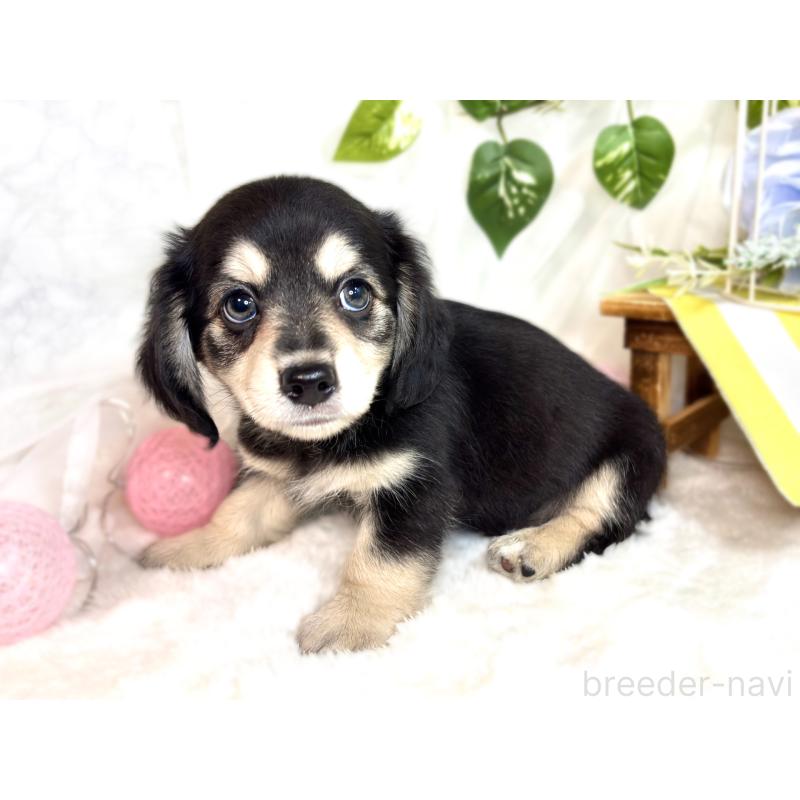 成約済の滋賀県のチワックス:チワワ×ミニチュアダックスフンド-420528の2枚目