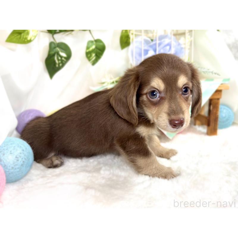 成約済の滋賀県のチワックス:チワワ×ミニチュアダックスフンド-420529の3枚目