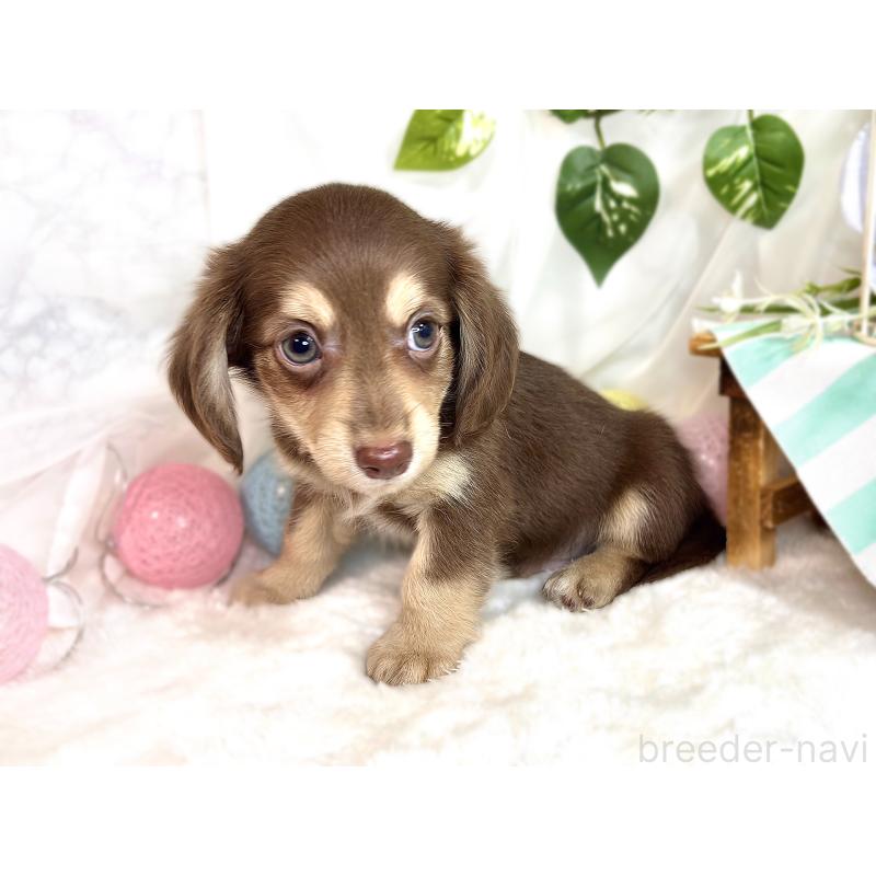 成約済の滋賀県のチワックス:チワワ×ミニチュアダックスフンド-420529の2枚目